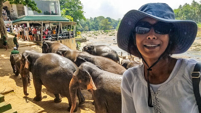 Elephants walking on a sandy path, with person in a hat smiling in the foreground.